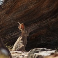 lepus-tolai-tajikistan-F5236DC7-5926-4B50-A99C-8C74E738E31B.jpg