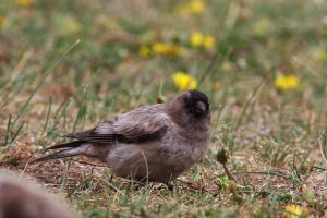 Leucosticte brandti (Roselin de Brandt)