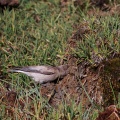 leucosticte-brandti-tajikistan-0175078F-AC15-4A5C-937D-794CC1392DE5.jpg