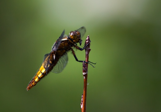 Odonata