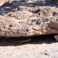 lizard-sp-namibia-265DE9EE-1DE4-42EE-9578-204C227D763E.jpg