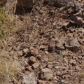 lizard-sp-namibia-597E9D92-3DD8-4EEA-942C-D55AA9C11264.jpg