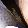 lizard-sp-saudi-arabia-FE7A6134-4A98-11DC-AA40-000A95CA2156.jpg