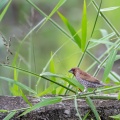 lonchura-punctulata-indonesia-D87E48C2-1457-4706-85AC-5A9786E09BFF.jpg