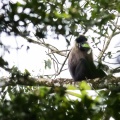 lophocebus-albigena-gabon-8E61B1E4-4D70-44C8-B2D2-C8EB8B00827E.jpg