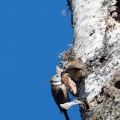 lophophanes-cristatus-switzerland-350B14C4-83B3-43CE-A41C-DF431FBECED5.jpg