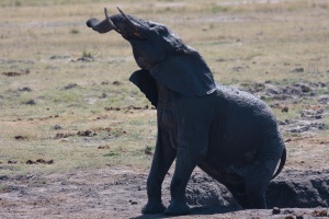 Loxodonta africana (Eléphant de savane d'Afrique)
