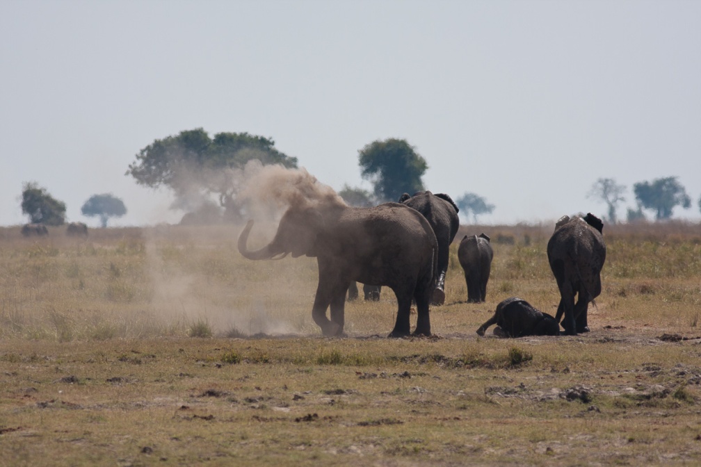 loxodonta-africana-botswana-677F73B9-EA78-41A2-992B-53E8B977582A.jpg