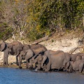 loxodonta-africana-botswana-EB5E7692-6D74-4A05-BACF-4DE952CD3C33.jpg