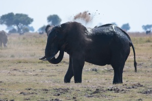 Loxodonta africana (Eléphant de savane d'Afrique)