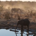 loxodonta-africana-namibia-5A409C05-A889-41B5-950E-B1D811F096E1.jpg