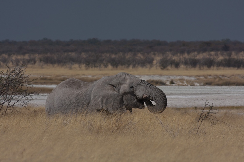 loxodonta-africana-namibia-794E76F9-420E-437D-BFE1-749406B93B4F.jpg