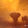 loxodonta-africana-namibia-857F9AAC-D306-49A7-B7F8-D81A33DB0D7A.jpg
