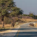 loxodonta-africana-namibia-A05C1203-4ACE-4D8B-83F1-845B85362025.jpg