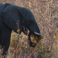 loxodonta-africana-namibia-B1F2A694-BE28-4AAD-95E6-53B3A27D1A04.jpg