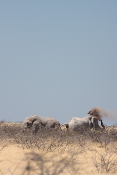 loxodonta-africana-namibia-BB999FF9-2C39-4EDA-A40A-7C28266CCCB0.jpg