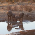 loxodonta-africana-namibia-C70D8D79-9909-439F-A3F9-A34014613133.jpg