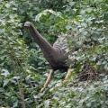 loxodonta-cyclotis-gabon-DEC4E62E-07C4-4C6A-8D28-1CFA00A45D9B.jpg