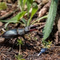 lucanus-cervus-france-66531960-730A-4963-BF1F-D31C902BCA6F.jpg