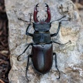 lucanus-cervus-france-EBC4F93D-8ADA-4C65-9656-E1A53EA4AA05.jpg