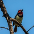 lybius-torquatus-zimbabwe-064ADB1B-6514-421F-8BD0-B7D1DC39D140.jpg
