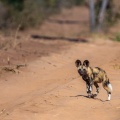 lycaon-pictus-botswana-08E2E02A-BDCF-453D-8728-8924CE488460.jpg