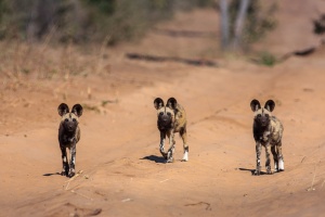 Lycaon pictus (Lycaon)