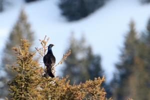 Lyrurus tetrix (Tétra lyre)