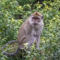 macaca-fascicularis-mauritius-2E1326ED-2175-4AF2-82EE-A78A01244B29.jpg