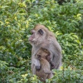 macaca-fascicularis-mauritius-B16063F9-3FFF-4C17-90CB-FA94F8F5C66F.jpg