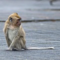 macaca-fascicularis-mauritius-C299EE36-CE4F-4188-A6C6-C451D203EC2D.jpg