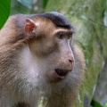 macaca-nemestrina-indonesia-CA0C1A45-542A-4235-AE43-47B0847FDB0C.jpg