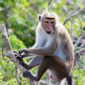 macaca-sinica-sri-lanka-4AC24DC3-E80F-4148-B422-C76A455642ED.jpg