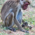 macaca-sinica-sri-lanka-93139487-17D8-4985-9946-E66972F64E5D.jpg