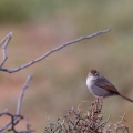 malcorus-pectoralis-south-africa-17E8FFF7-E2DE-477A-B4E9-2EC89A578034.jpg