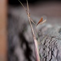 mantidae-sp-botswana-F1DCA363-C430-4F18-9938-8A5A52995035.jpg
