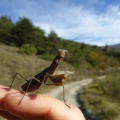 mantis-religiosa-france-AC4E8F50-6838-4477-8F2A-76BCB356A0AB.jpg