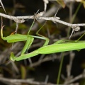mantis-religiosa-switzerland-F41653F4-4CF5-11DC-8A96-000A95CA2156.jpg