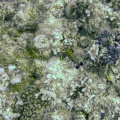 mantis-shrimp-mauritius-8B50031F-7201-4CAC-BBF0-CBDDEE4FA348.jpg
