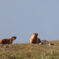 marmota-caudata-kyrgyzstan-15E428C0-E9D0-4D38-AAFB-E2FF3AC12B5C.jpg