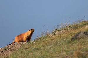 Marmota caudata (Marmotte à longue queue)