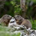 marmota-marmota-switzerland-06330862-ACA1-48AE-A385-589FAB870C95.jpg