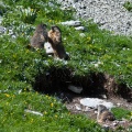 marmota-marmota-switzerland-39ECC4D9-B919-41EF-8427-A0DE1A35CCDF.jpg