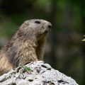marmota-marmota-switzerland-89AE2865-E3CD-4D3B-9C19-8367C9FF77F4.jpg