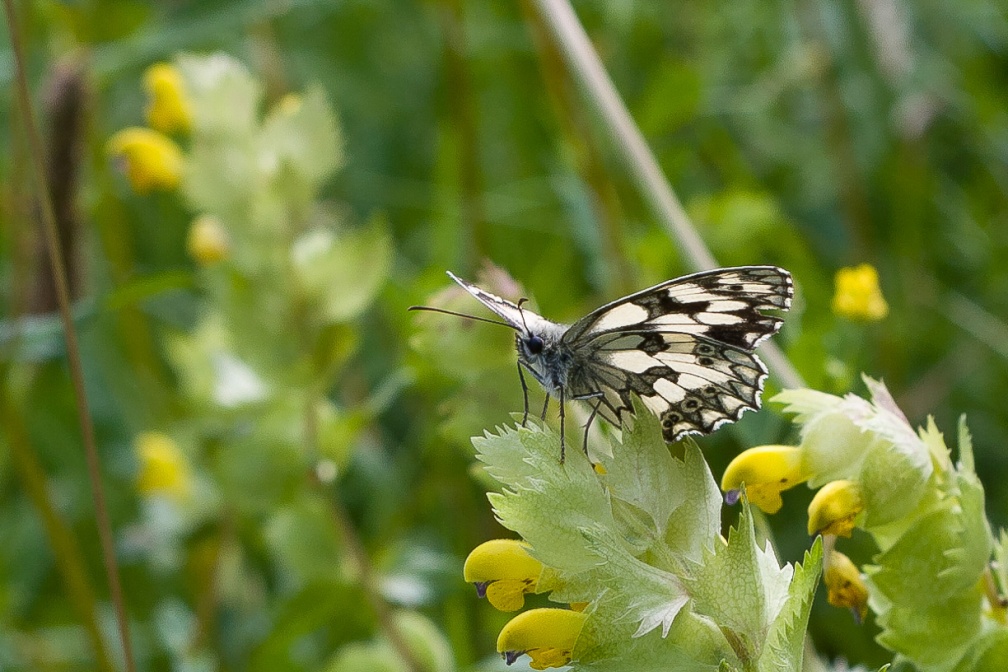 melanargia-galathea-switzerland-EBCC0F36-4734-11DC-8E52-000A95CA2156.jpg