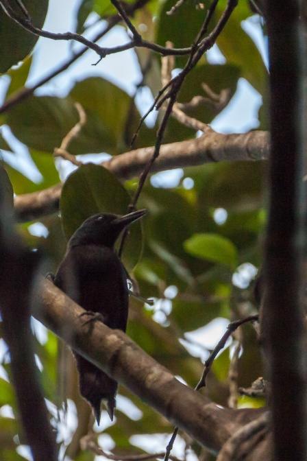 melanerpes-herminieri-guadeloupe-634D9B22-3EF9-40E0-9AE2-14BAD83BE56E.jpg