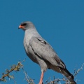 melierax-canorus-namibia-B93660A4-AB40-4A16-889F-34D3F602D7A1.jpg