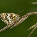 mellicta-athalia-switzerland-EBD72B39-4734-11DC-8E52-000A95CA2156.jpg