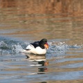 mergus-merganser-switzerland-4B2EFC59-0E99-4BB0-BFB4-C1459EA46E72.jpg