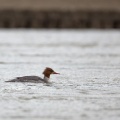 mergus-merganser-switzerland-F5FD6A08-48AA-42F0-A786-4882D0AEDEEB.jpg